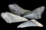 Real Fossil Megalodon Partial Tooth - 4"+ Size - Photo 2